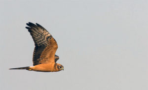 Itinerari Natura Camerota