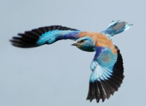 Itinerari Natura Camerota