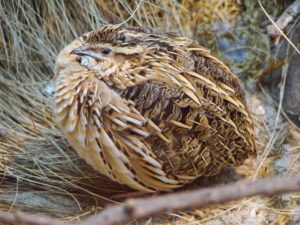 Itinerari Natura Camerota
