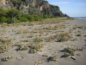 Itinerari Natura Camerota