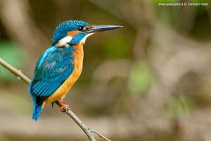 Itinerari Natura Camerota