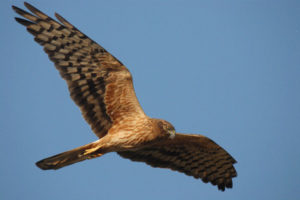 Itinerari Natura Camerota