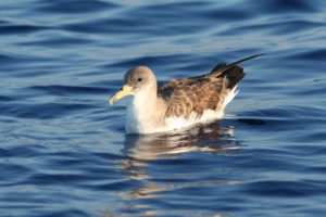 Itinerari Natura Camerota